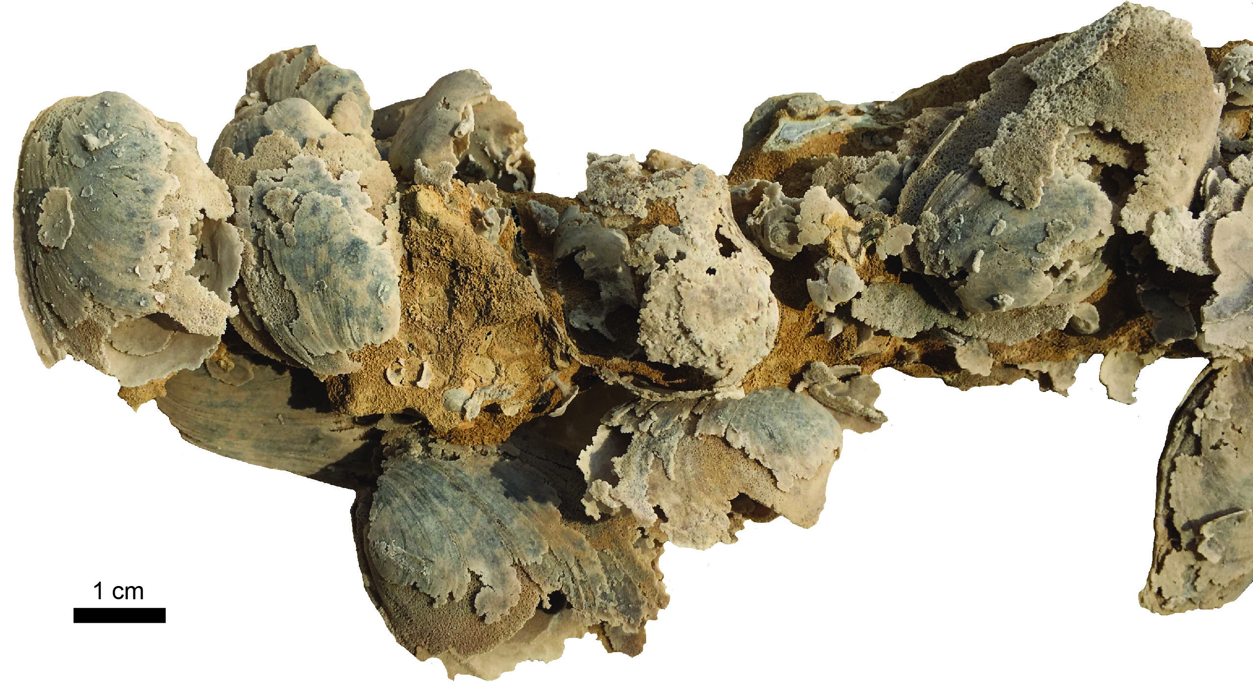 Modiolodon banner